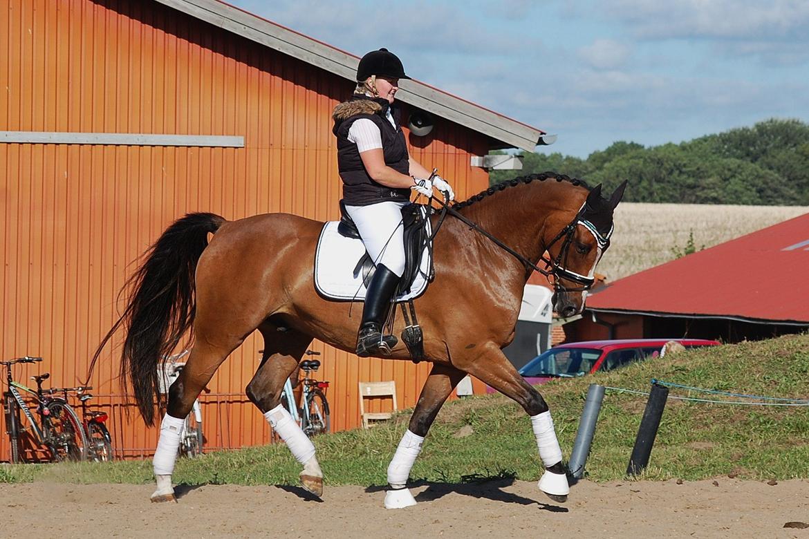 Dansk Varmblod Amour´s Don Cacier billede 47