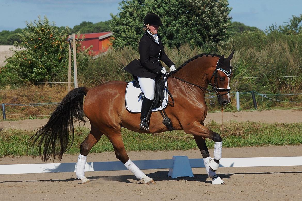 Dansk Varmblod Amour´s Don Cacier billede 40