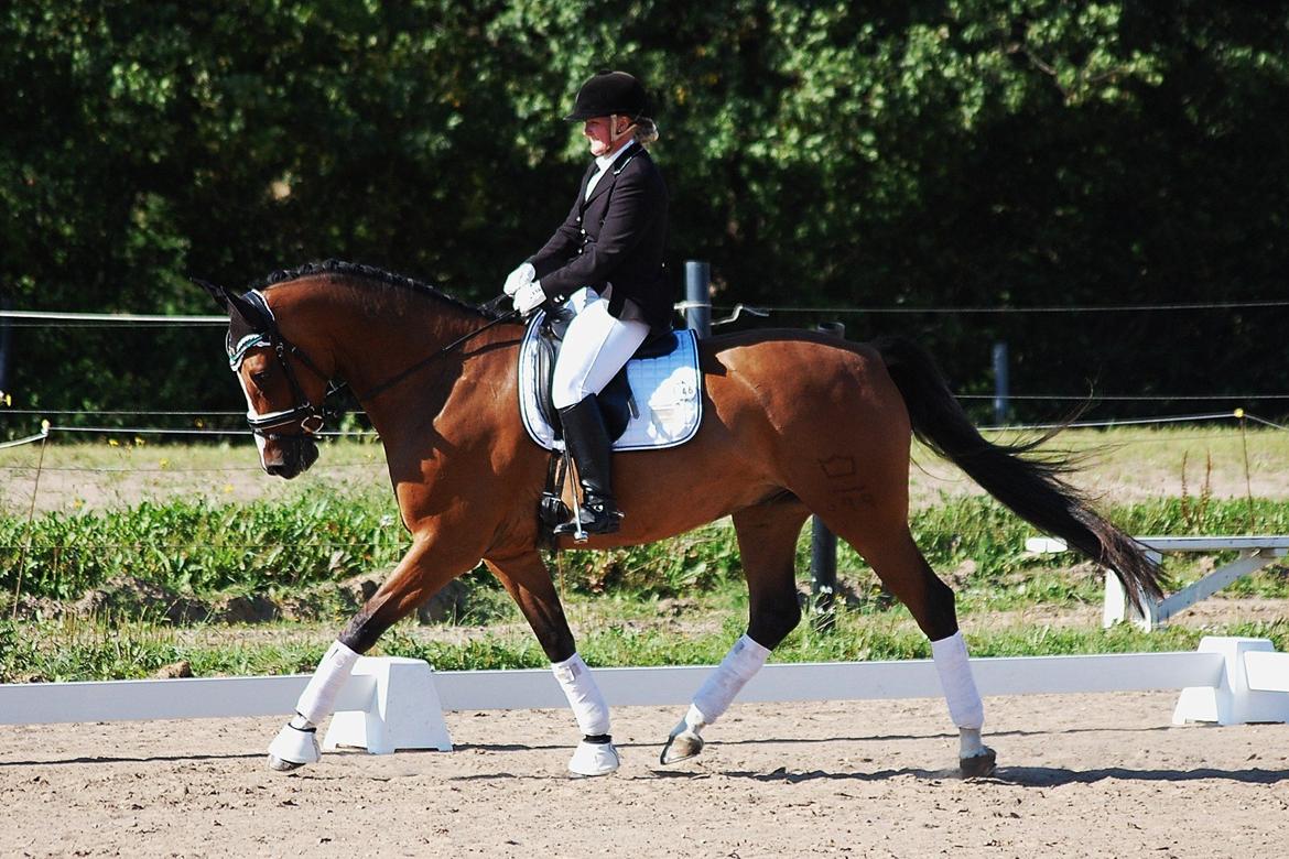 Dansk Varmblod Amour´s Don Cacier billede 33