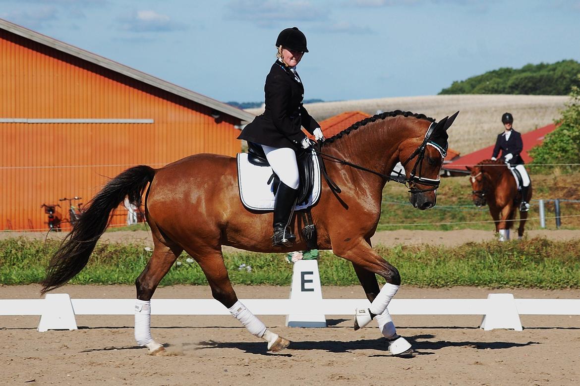 Dansk Varmblod Amour´s Don Cacier billede 24