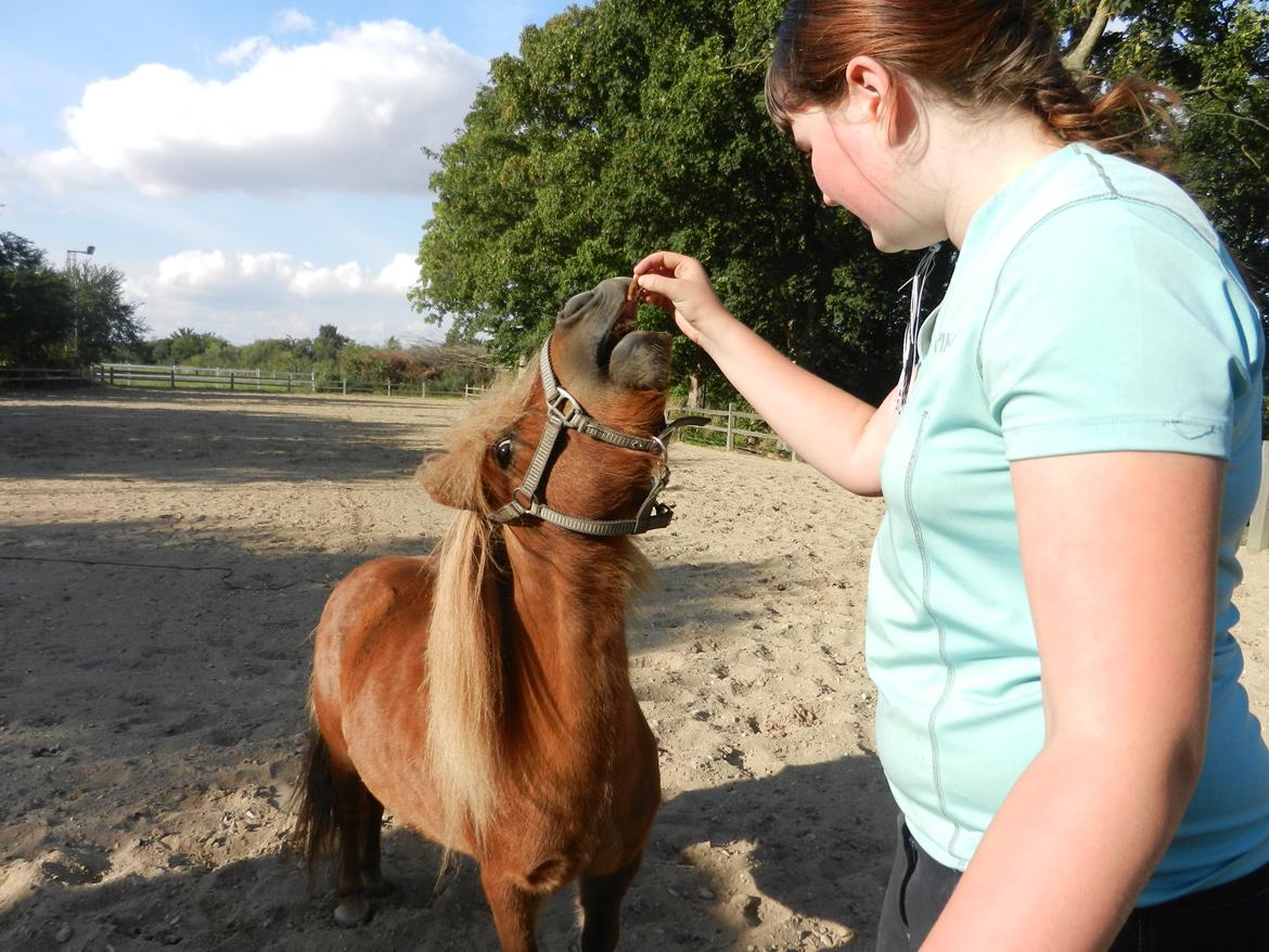 Shetlænder Samson billede 36