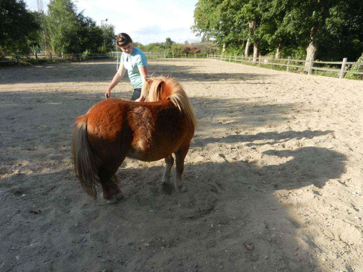 Shetlænder Samson billede 37