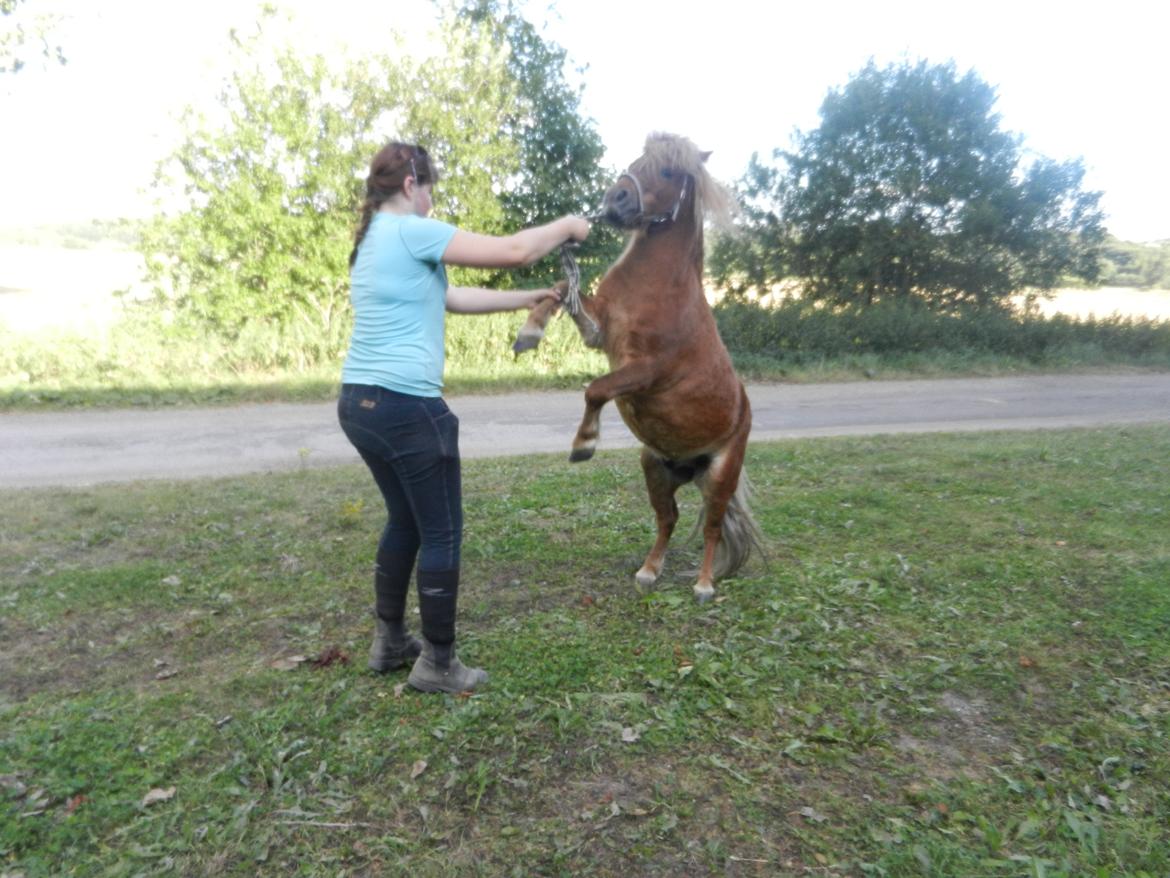 Shetlænder Samson billede 38