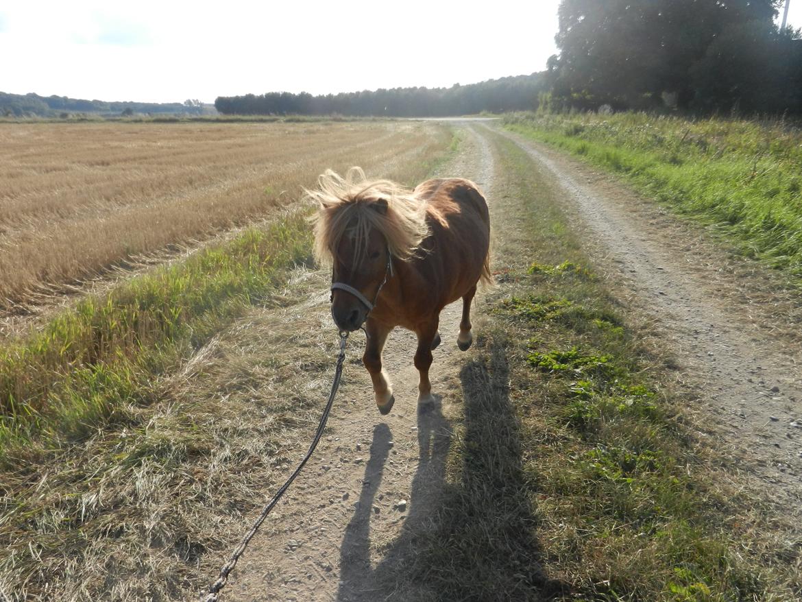 Shetlænder Samson billede 39