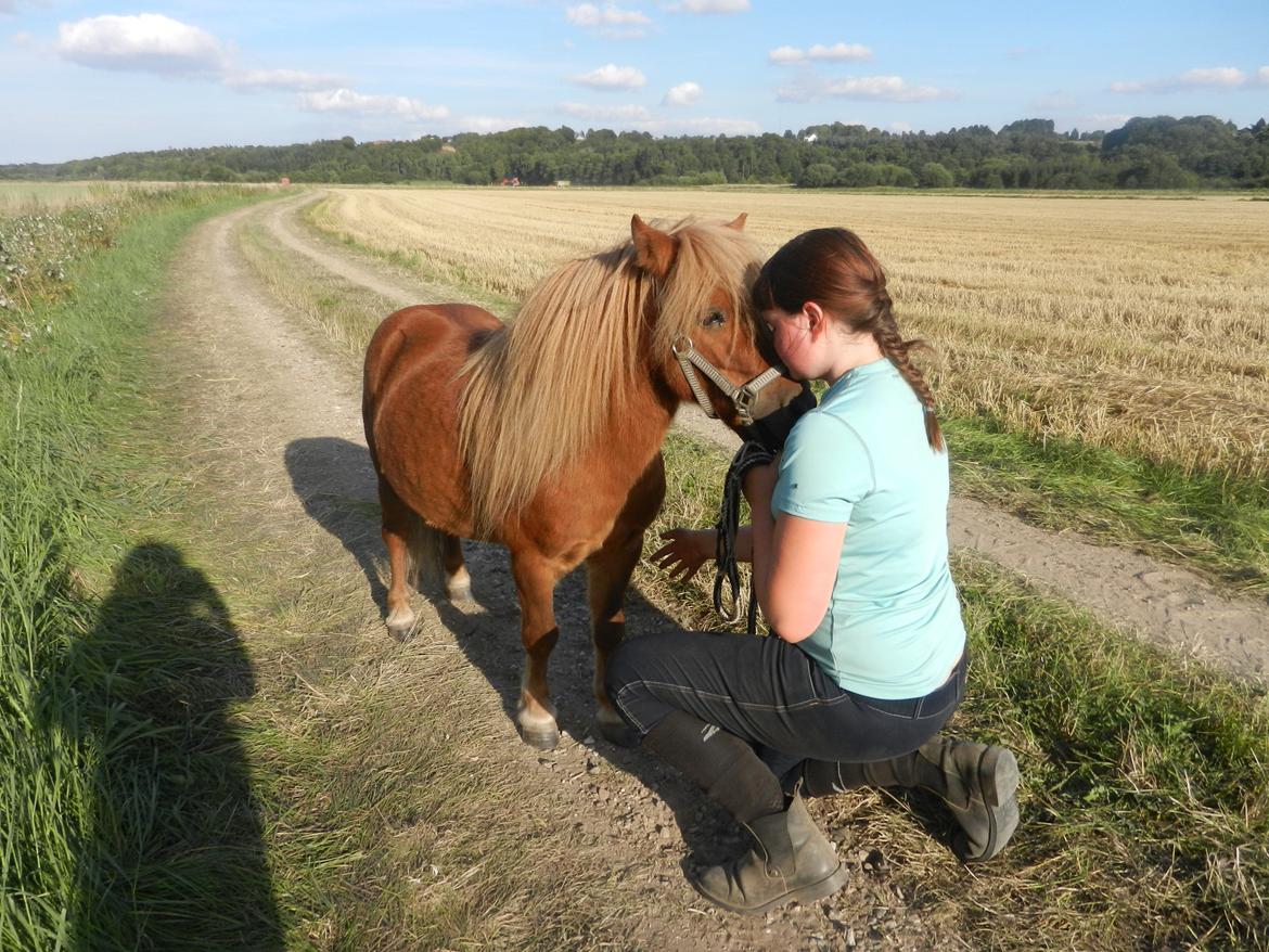 Shetlænder Samson billede 40