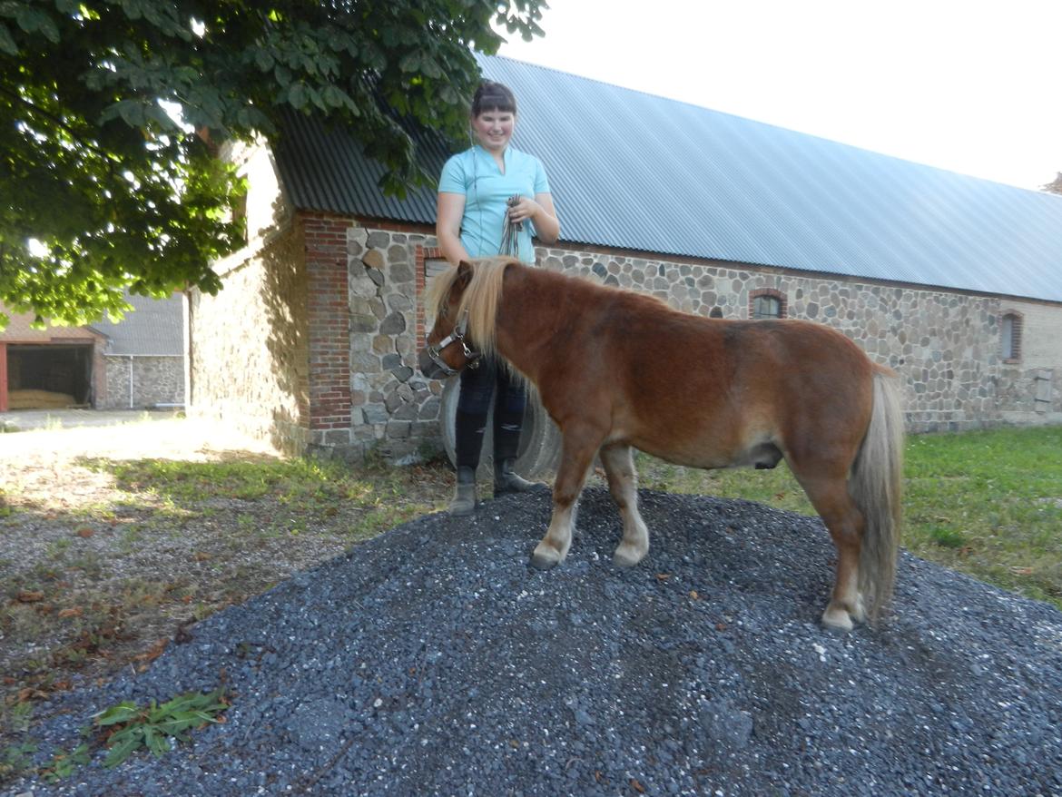 Shetlænder Samson billede 41