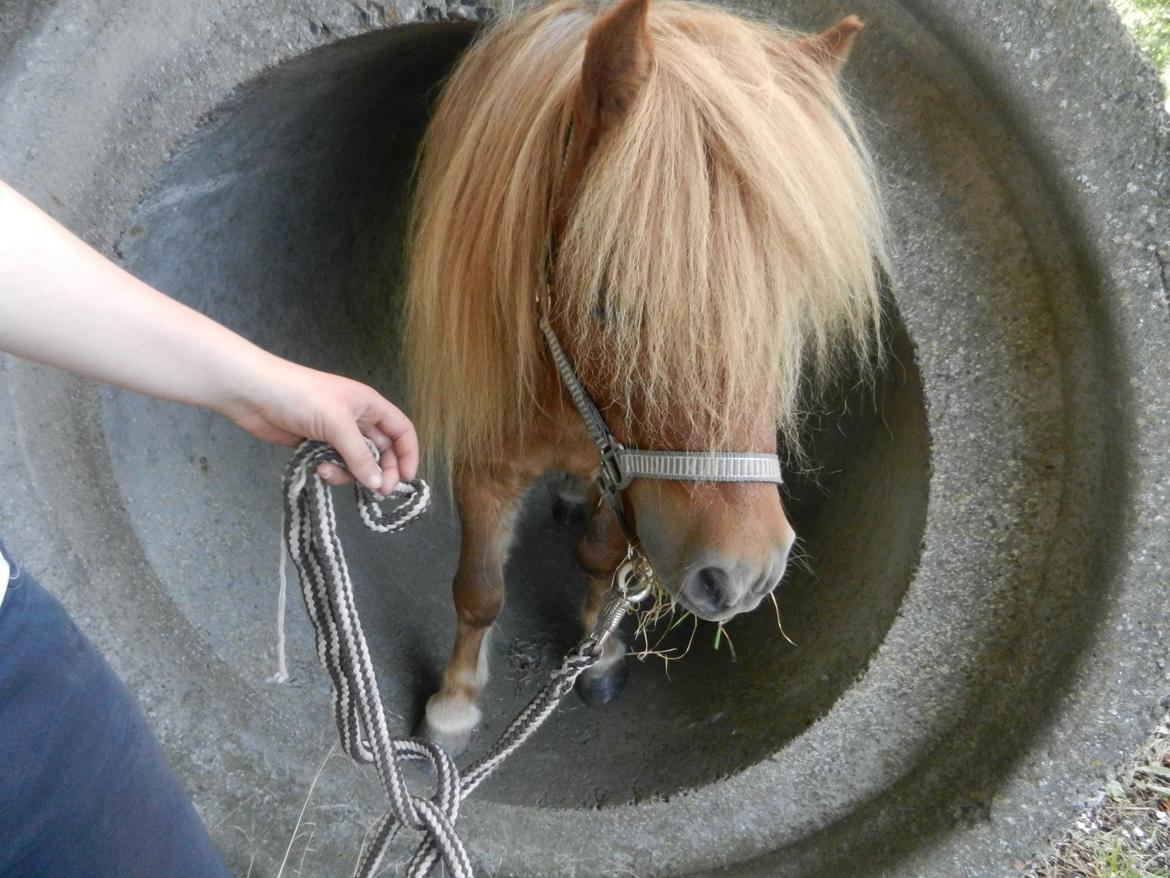 Shetlænder Samson billede 42