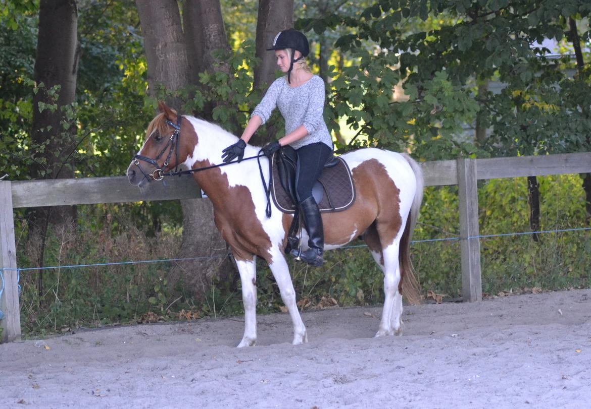 Pinto Blade - muuuus <3 <3 billede 27