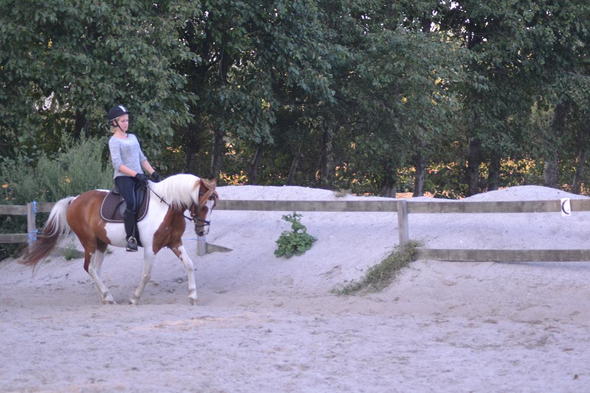 Pinto Blade - Galooooop <3 <3 billede 28