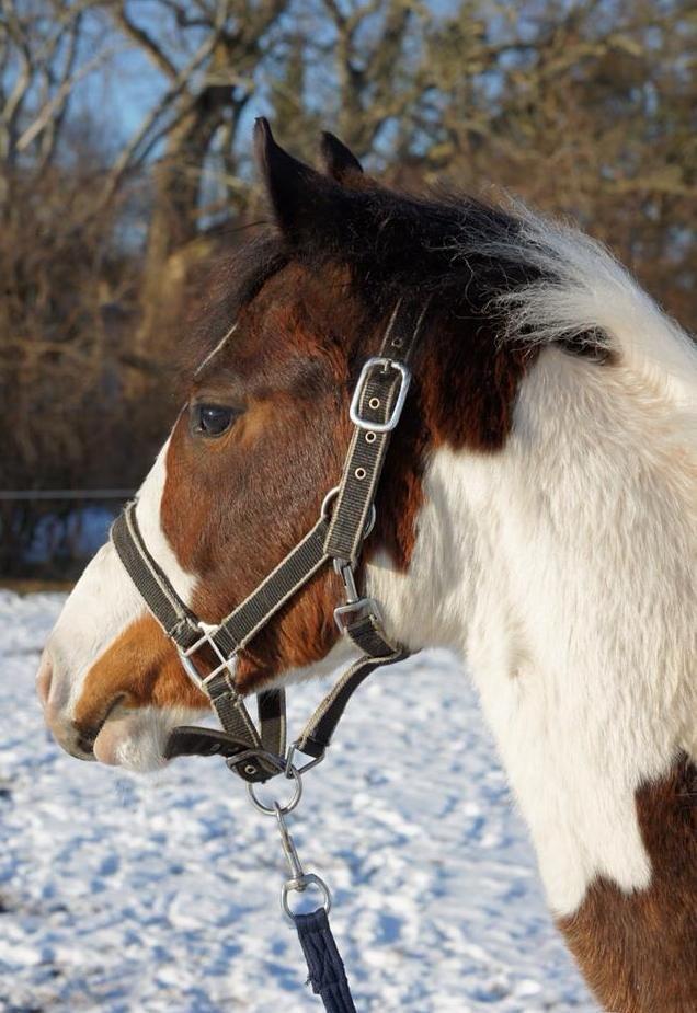 Pinto Graversgaards Chapeau - D. 27. Marts 2013, Prinsessen med ude på banen, hvilket er farligt når man er skilt fra resten af flokken :D billede 10