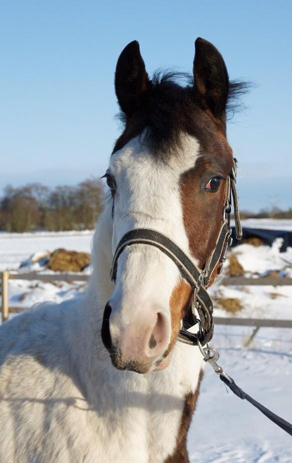 Pinto Graversgaards Chapeau - D. 27. Marts 2013, Prinsessen med ude på banen, hvilket er farligt når man er skilt fra resten af flokken :D billede 17