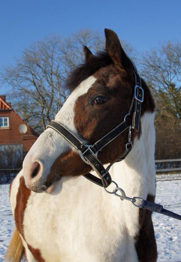 Pinto Graversgaards Chapeau - D. 27. Marts 2013, Prinsessen med ude på banen, hvilket er farligt når man er skilt fra resten af flokken :D billede 33