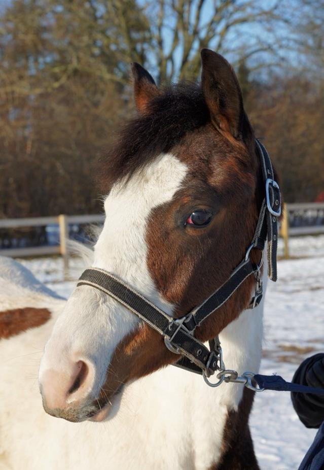 Pinto Graversgaards Chapeau - D. 27. Marts 2013, Prinsessen med ude på banen, hvilket er farligt når man er skilt fra resten af flokken :D billede 35
