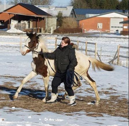 Pinto Graversgaards Chapeau - D. 27. Marts 2013, Prinsessen med ude på banen, hvilket er farligt når man er skilt fra resten af flokken :D billede 28