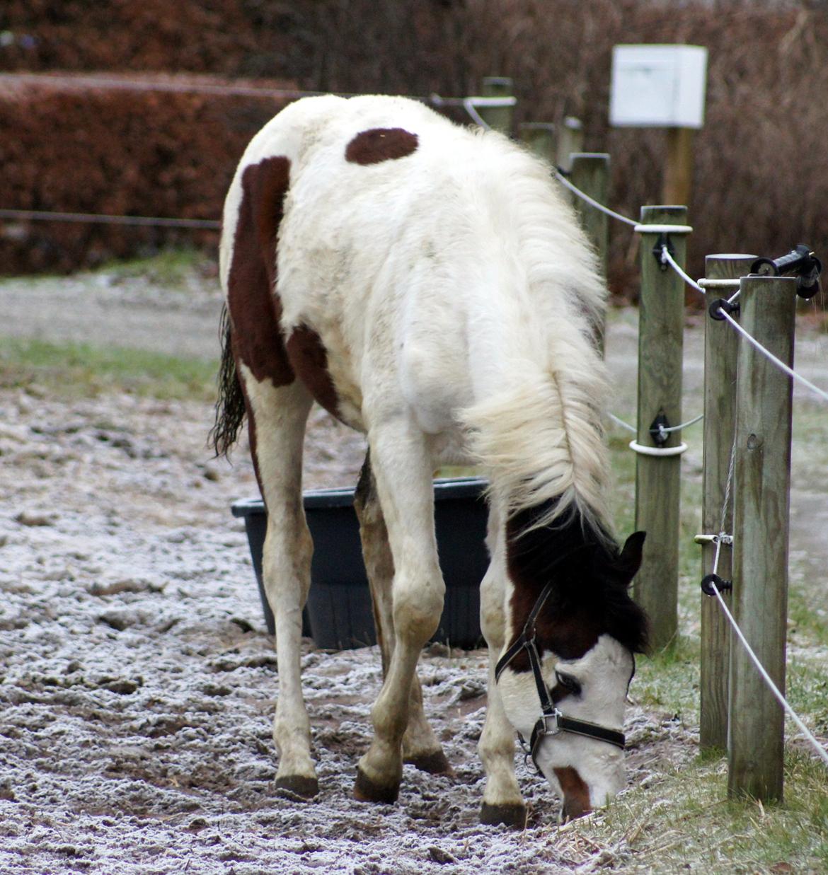 Pinto Graversgaards Chapeau - D.3 feb. 2013
Dagen efter hun er flyttet hjemme fra :) Meget beskidt :D Smil billede 36
