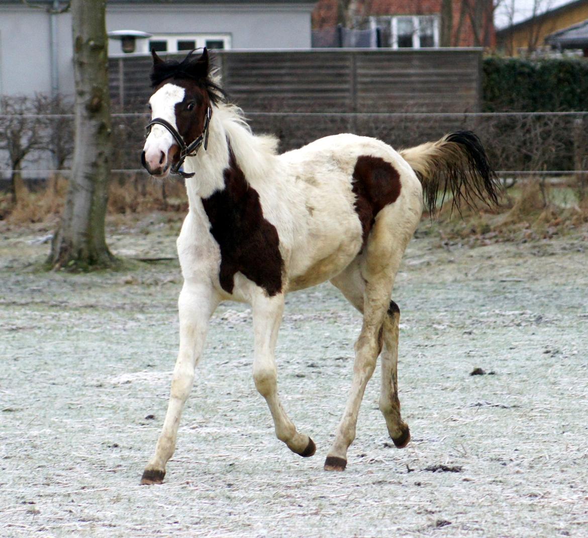 Pinto Graversgaards Chapeau - D.3 feb. 2013
Dagen efter hun er flyttet hjemme fra :) Meget beskidt :D Smil billede 4