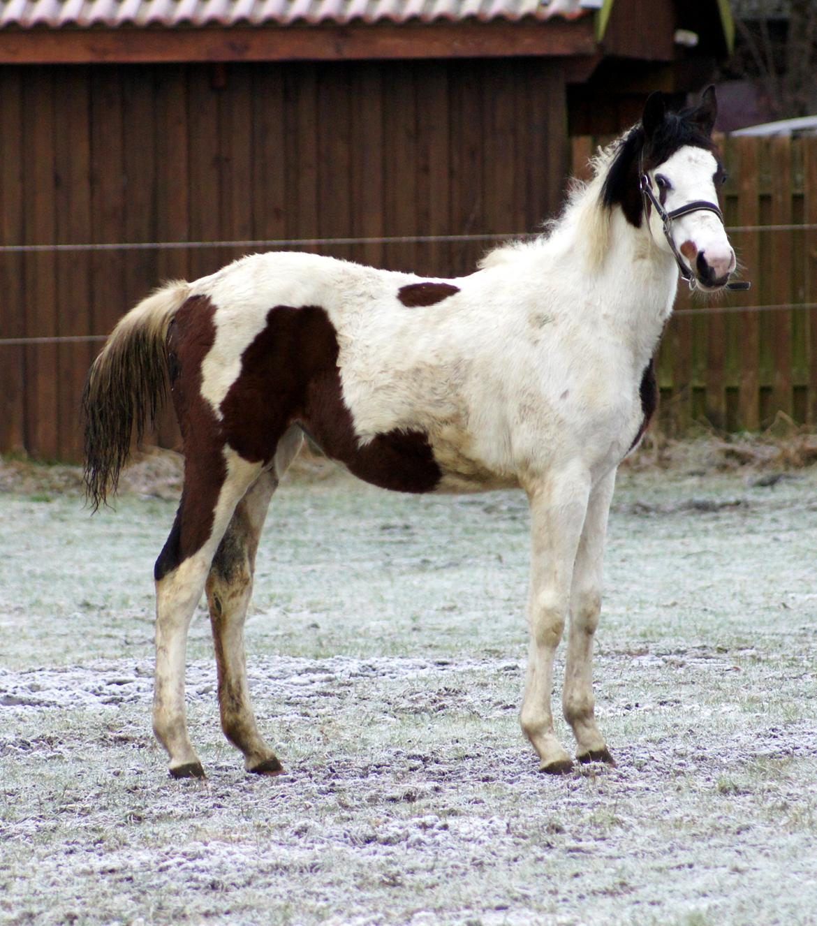 Pinto Graversgaards Chapeau - D.3 feb. 2013
Dagen efter hun er flyttet hjemme fra :) Meget beskidt :D Smil billede 23