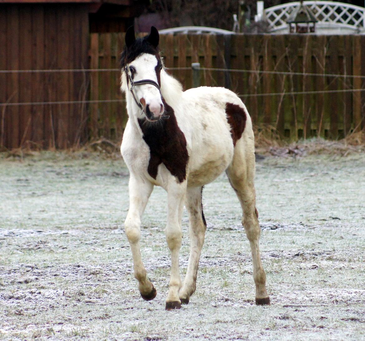 Pinto Graversgaards Chapeau - D.3 feb. 2013
Dagen efter hun er flyttet hjemme fra :) Meget beskidt :D Smil billede 18