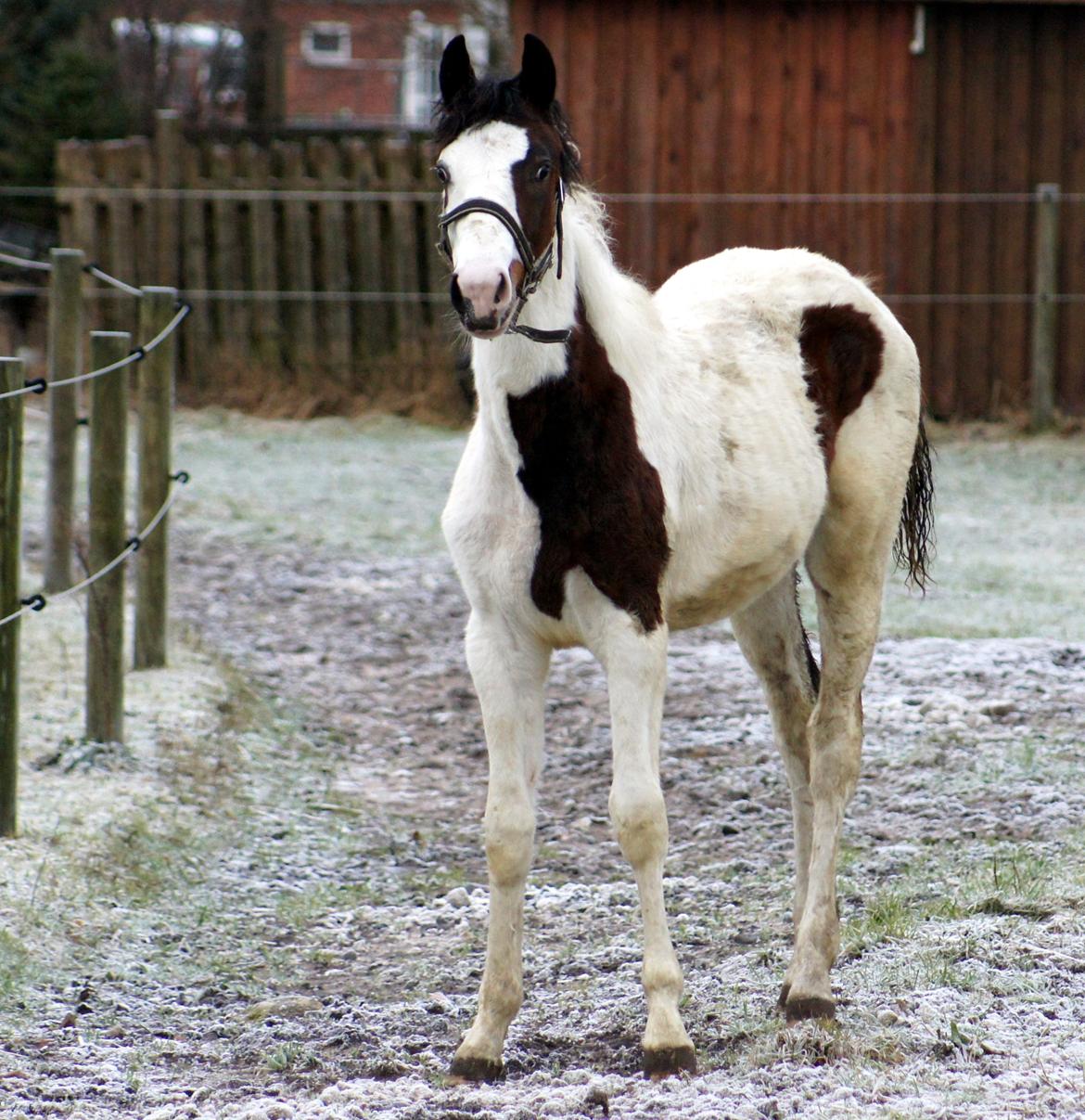 Pinto Graversgaards Chapeau - D.3 feb. 2013
Dagen efter hun er flyttet hjemme fra :) Meget beskidt :D Smil billede 12