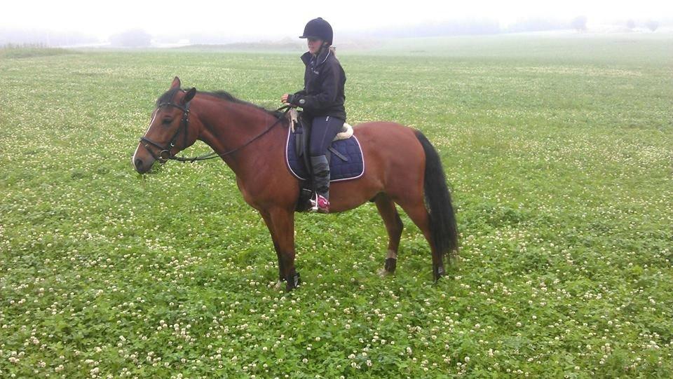 New Forest Zachos Charlie - Da vi var på vores første tur i skoven med Sabrina og Diablo :) 2013 billede 19