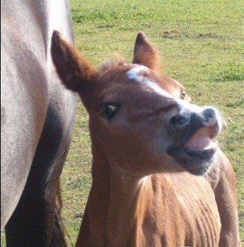 New Forest Zachos Charlie - Da han var føl :) billede 20