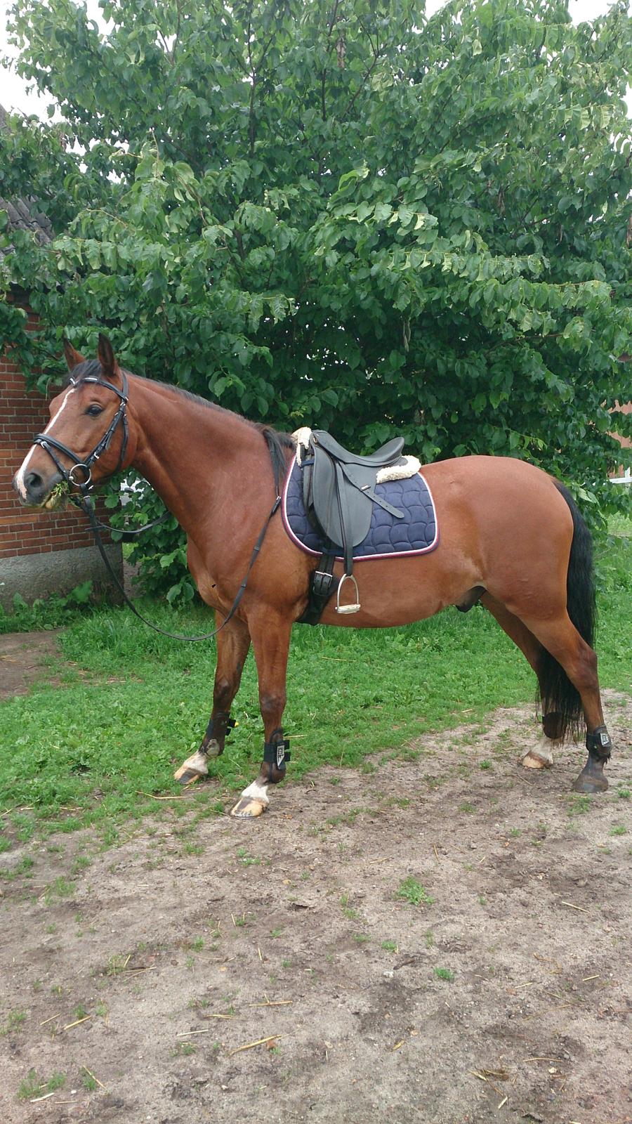 New Forest Zachos Charlie - Opstilling 2013 billede 21