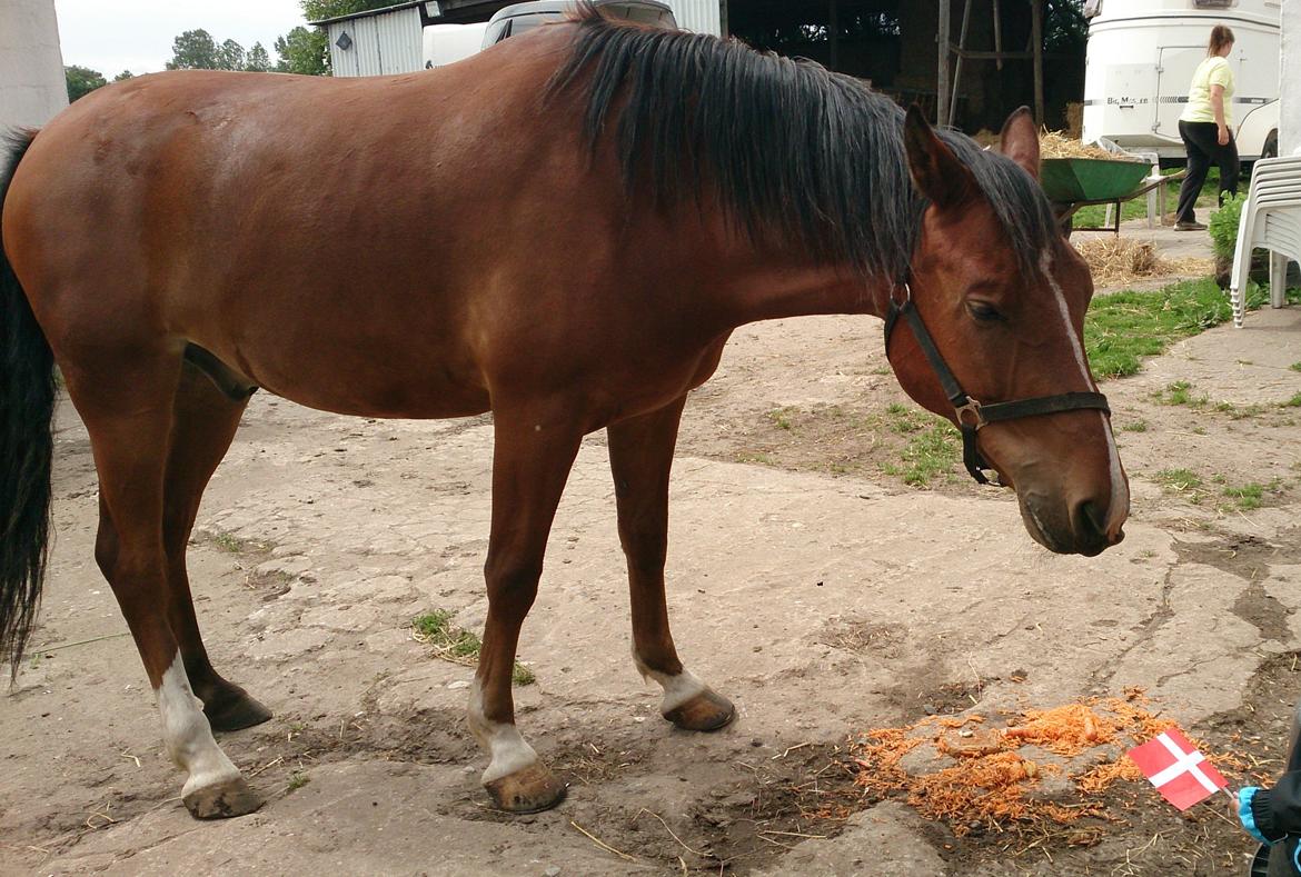 New Forest Zachos Charlie - Fra han 7 års fødselsdag 2013 billede 22