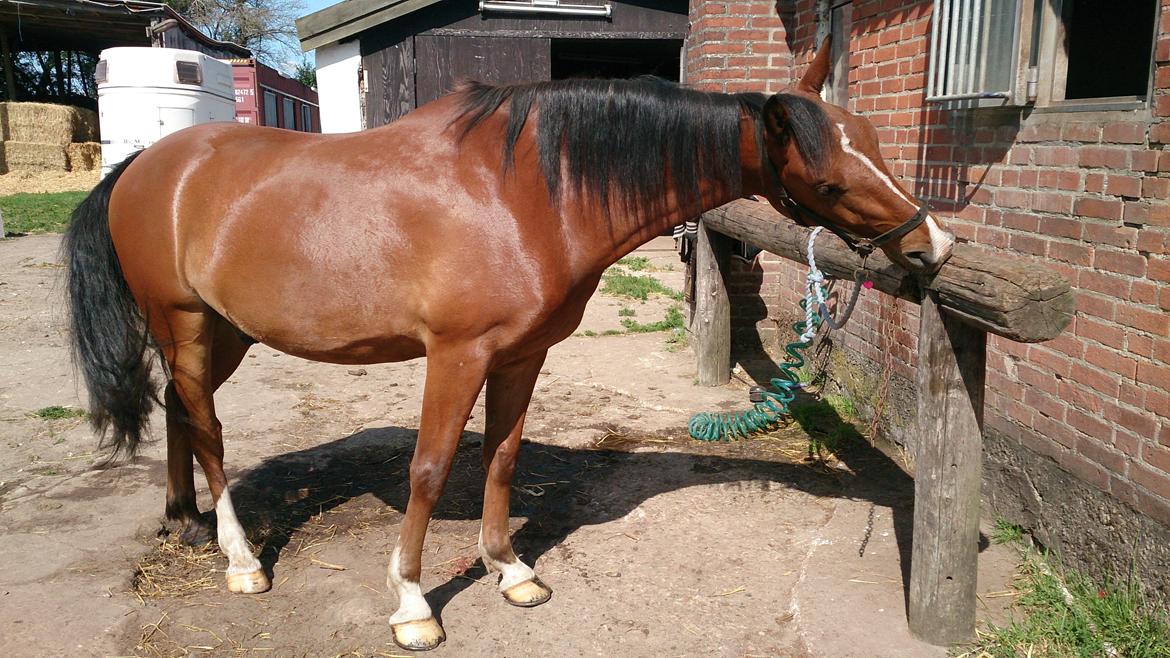 New Forest Zachos Charlie - Mums det træ smager godt :) 2013 billede 24