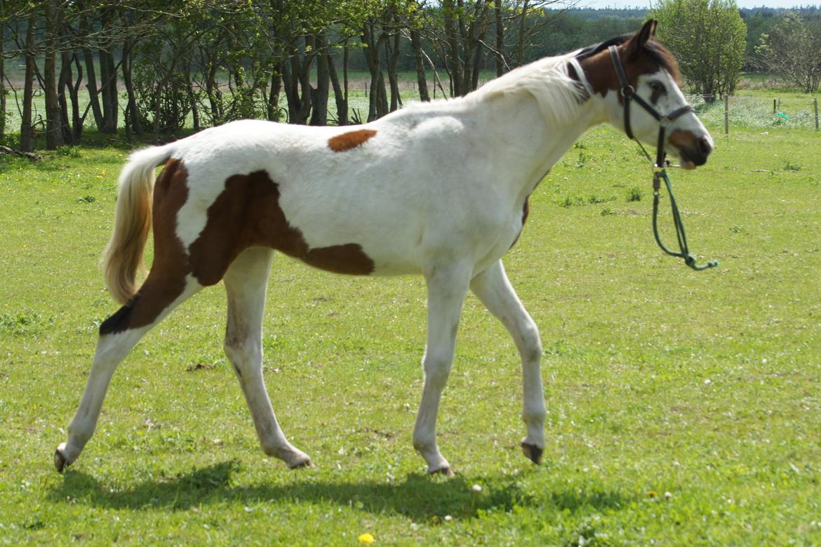 Pinto Graversgaards Chapeau - D. 26. Maj 2013, med snor i grimen da hun havde en træls periode med ikke og ville fanges fra folden :/ billede 37