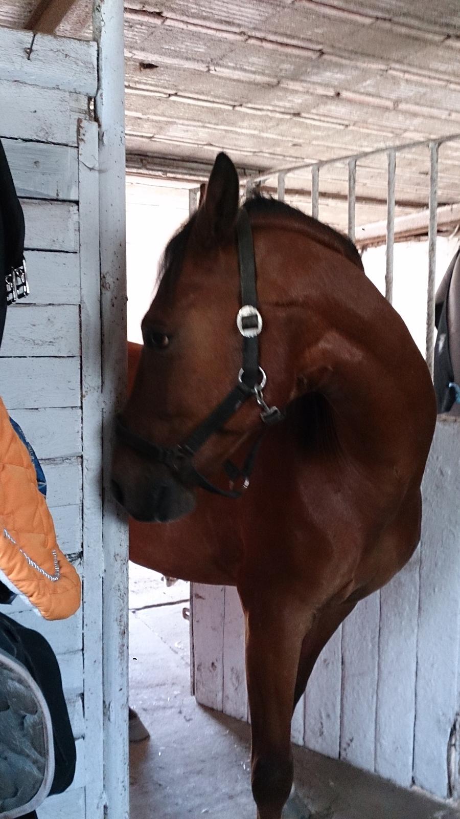 New Forest Zachos Charlie - Charlie skulle lige ind i saddelrummet og sige hej til mig :) 2013 billede 26