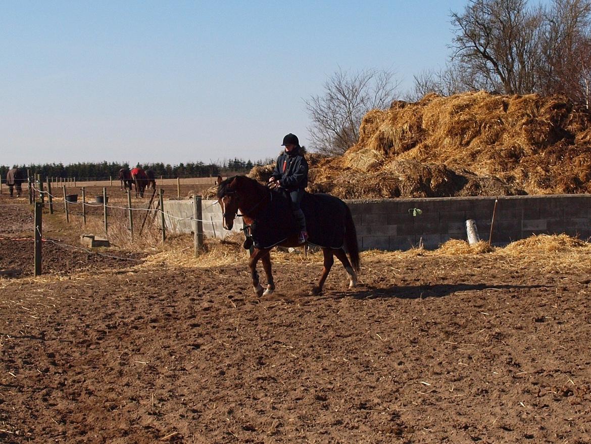 New Forest Zachos Charlie - vores første tur på udendørs bane 2013 billede 28