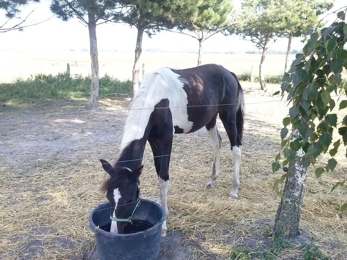 Pinto Junes Surprice billede 1