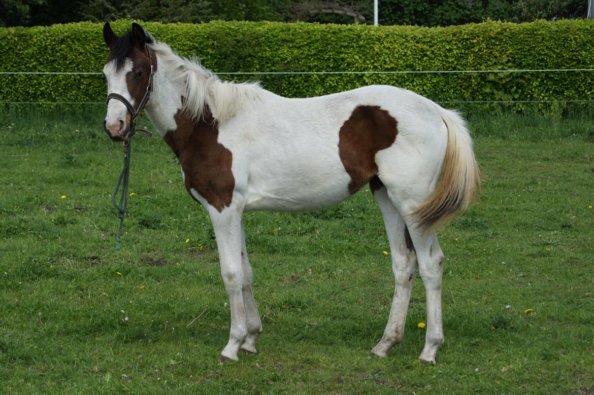 Pinto Graversgaards Chapeau - D. 26. Maj 2013, med snor i grimen da hun havde en træls periode med ikke og ville fanges fra folden :/ billede 27