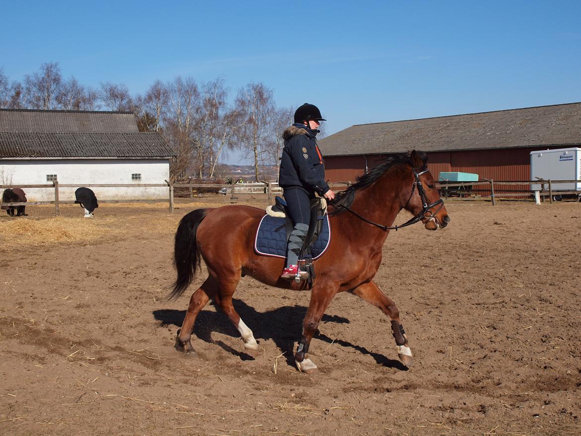 New Forest Zachos Charlie - Vores første tur på udendørs bane 2013 billede 29