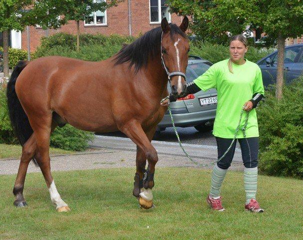 New Forest Zachos Charlie - I byen for første gang hvor min mor bor og der var en masse søde børn der red på mig :) Såå stolt af mig lille hest 2013 billede 30