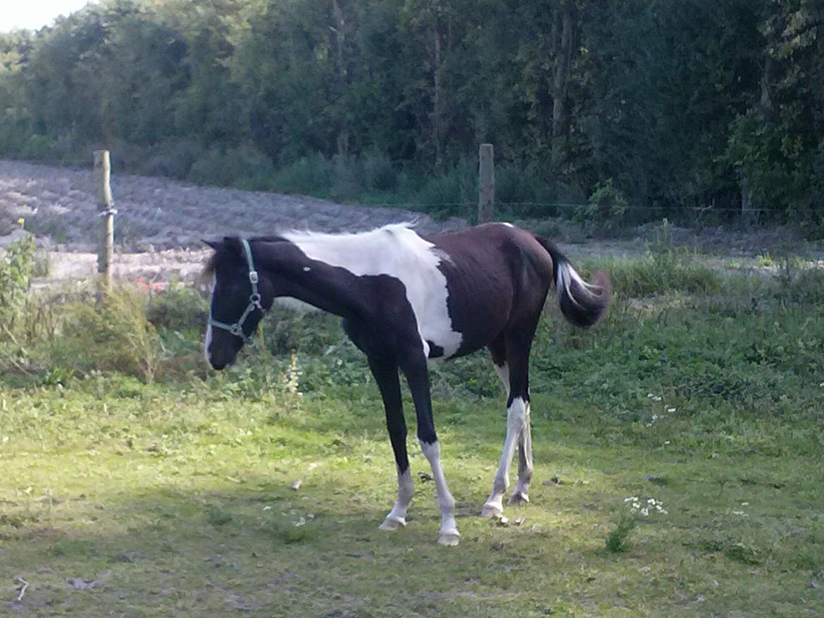 Pinto Junes Surprice billede 2