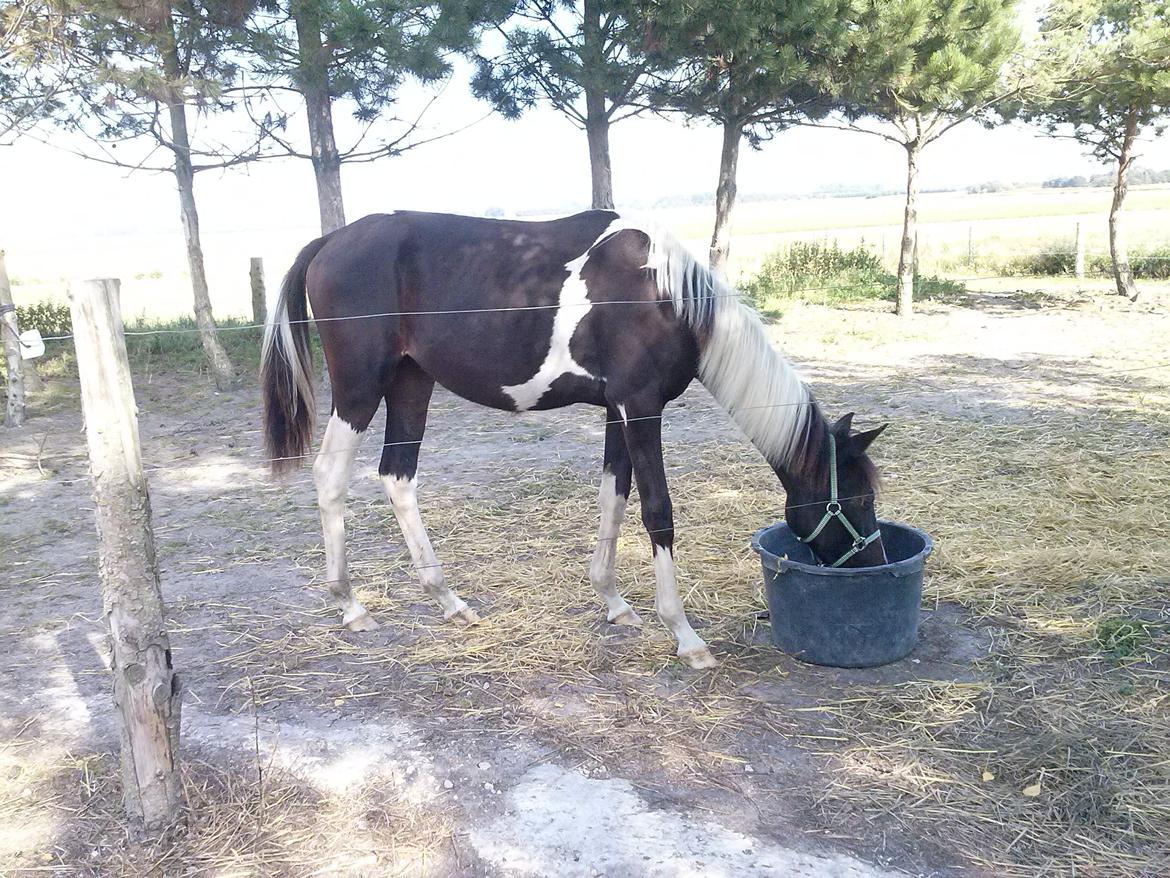 Pinto Junes Surprice billede 3