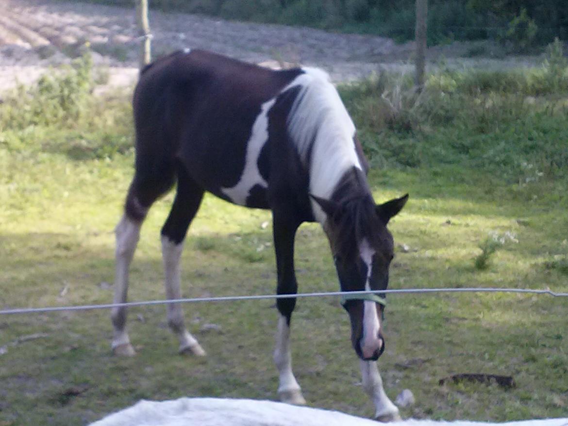 Pinto Junes Surprice billede 4