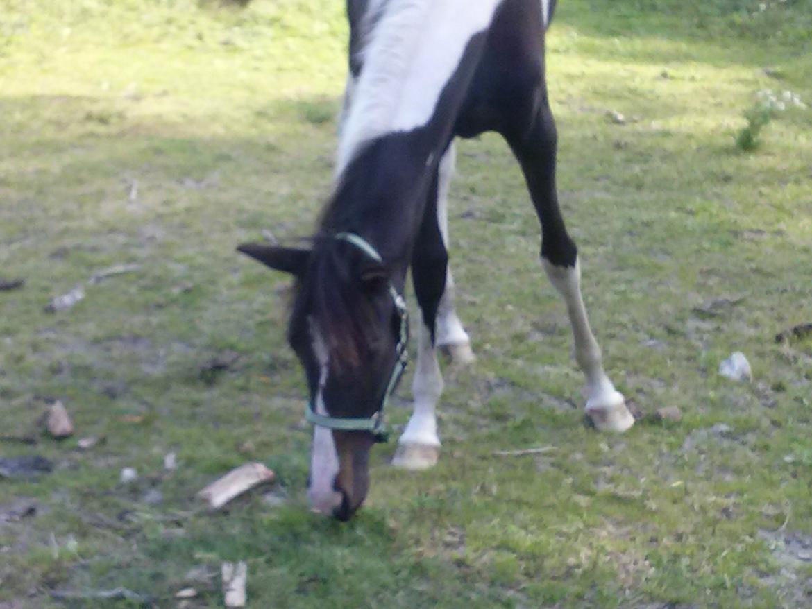 Pinto Junes Surprice billede 5