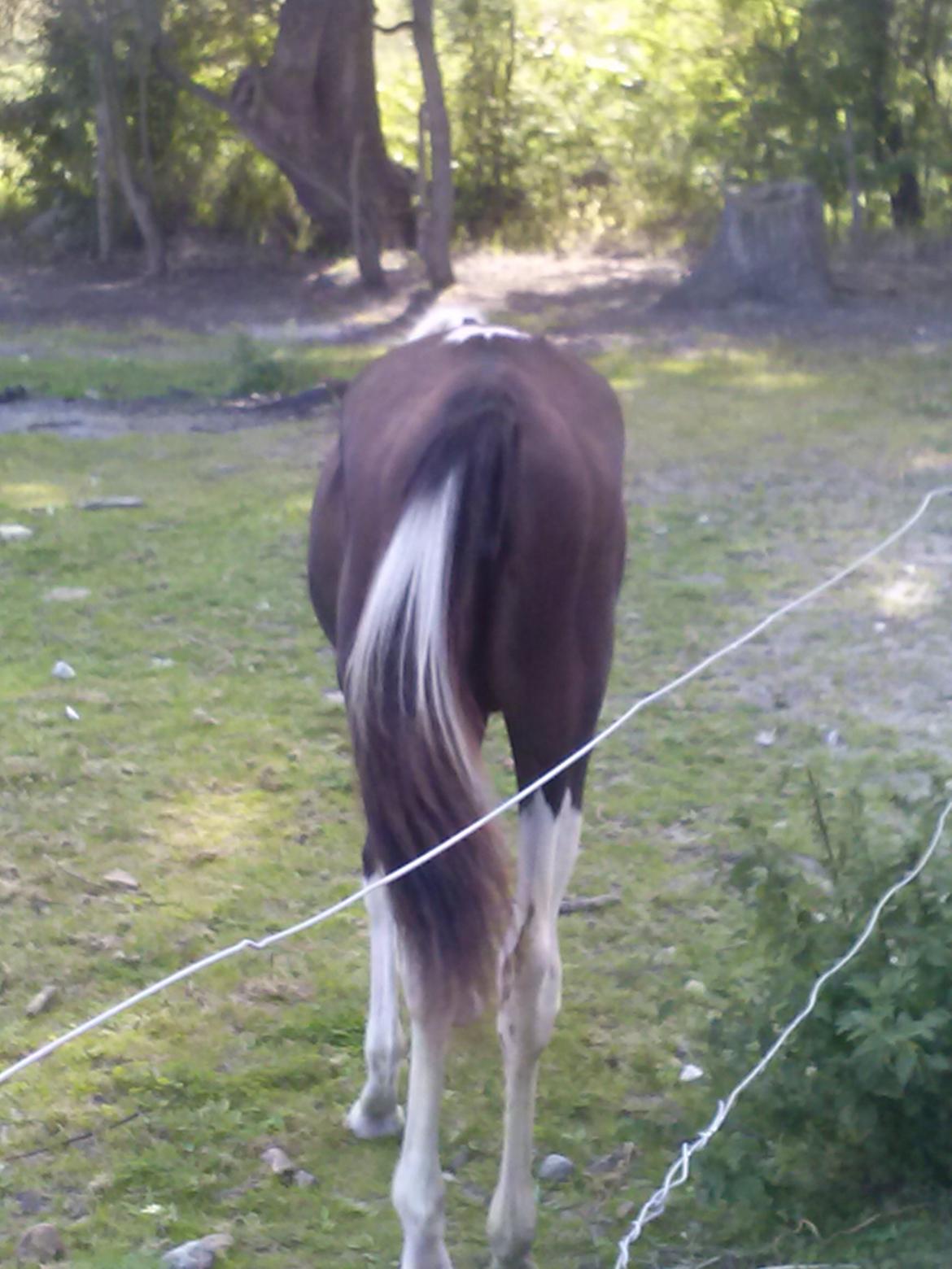 Pinto Junes Surprice billede 6