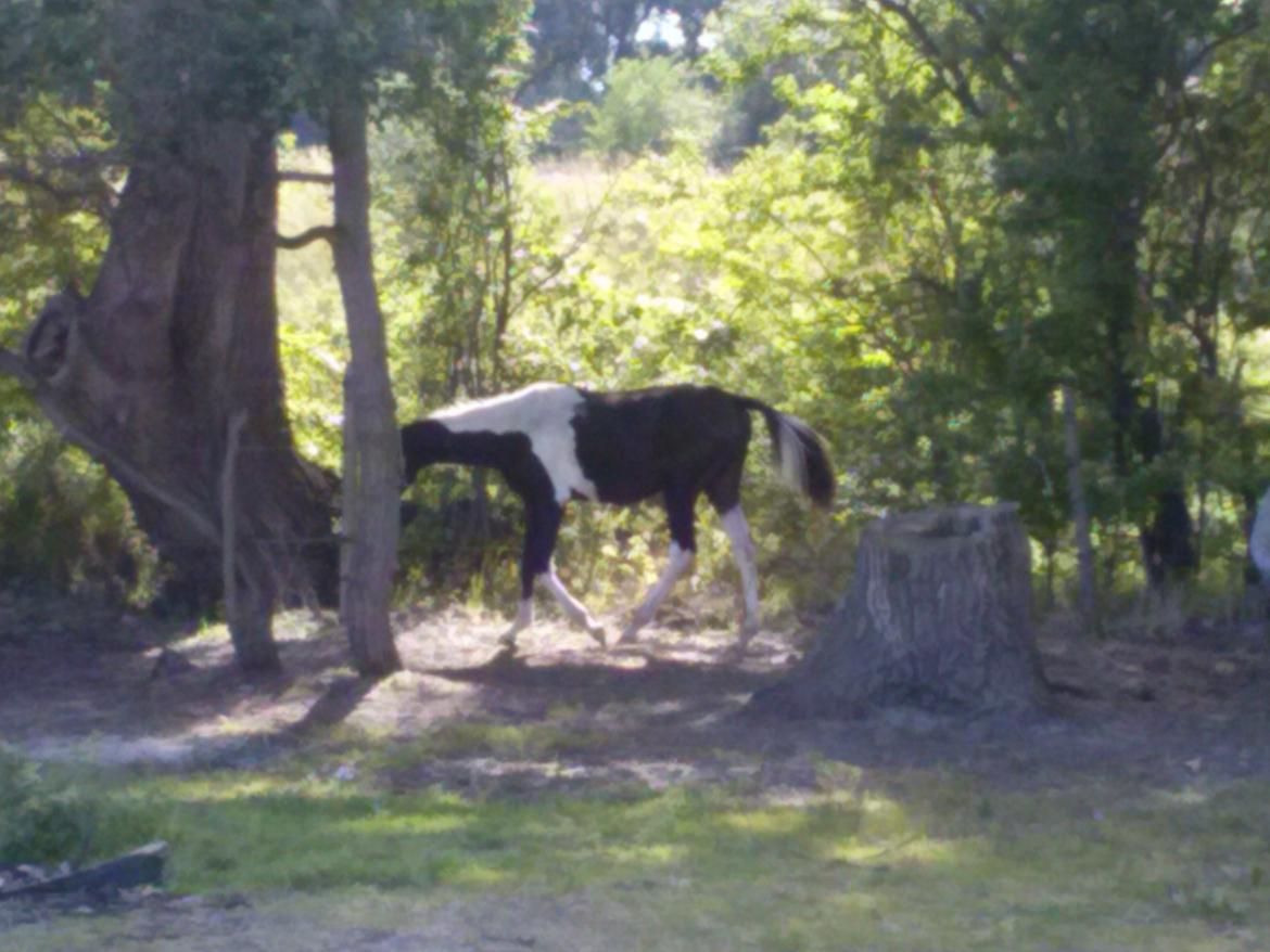 Pinto Junes Surprice billede 7