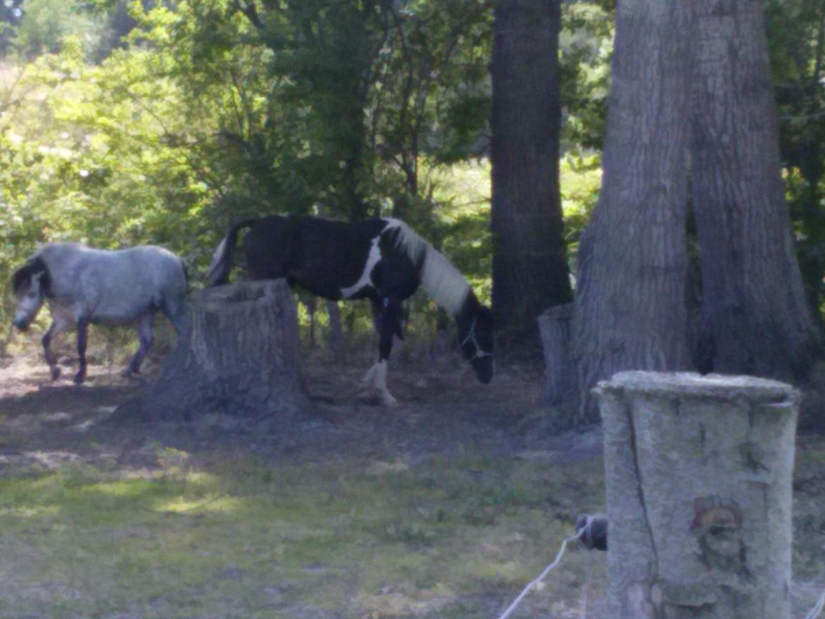 Pinto Junes Surprice billede 8