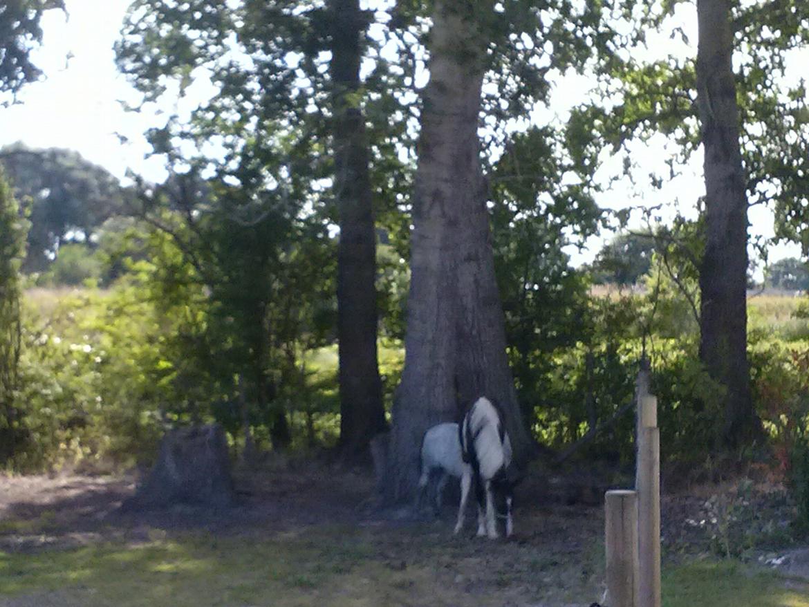 Pinto Junes Surprice billede 9