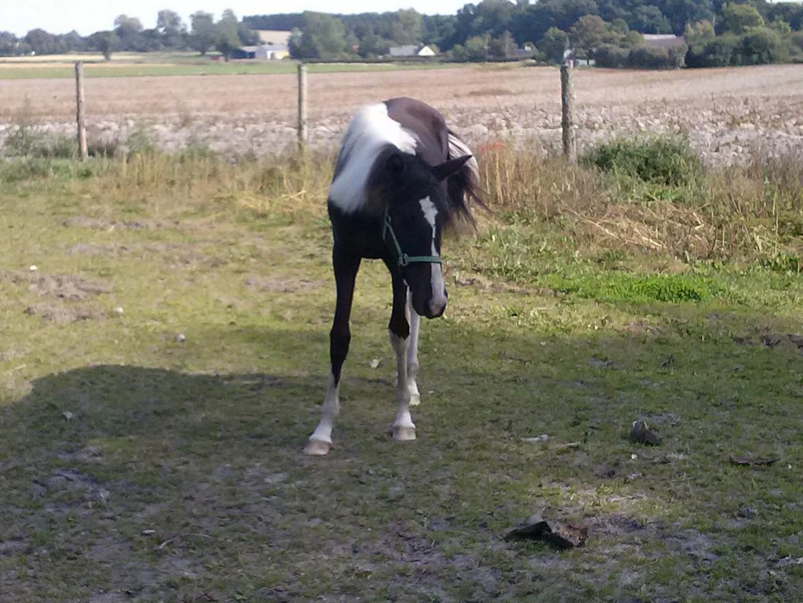 Pinto Junes Surprice billede 10