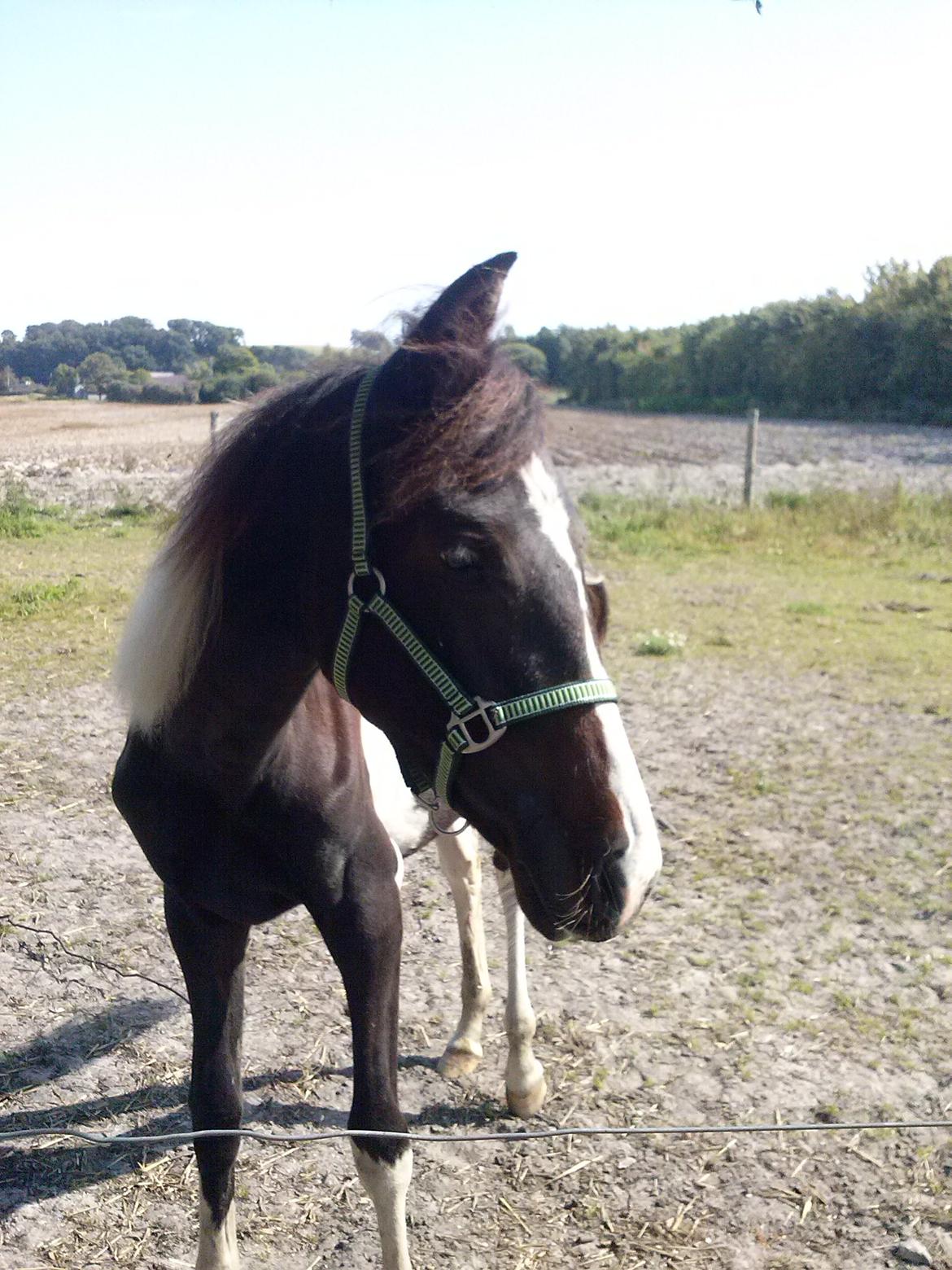 Pinto Junes Surprice billede 11