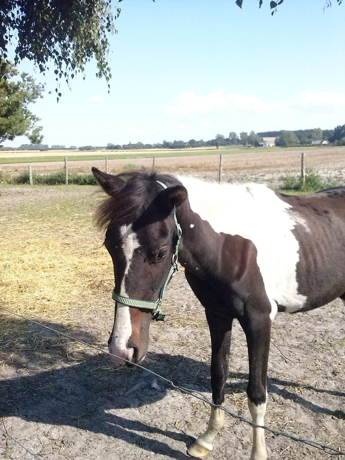 Pinto Junes Surprice billede 12