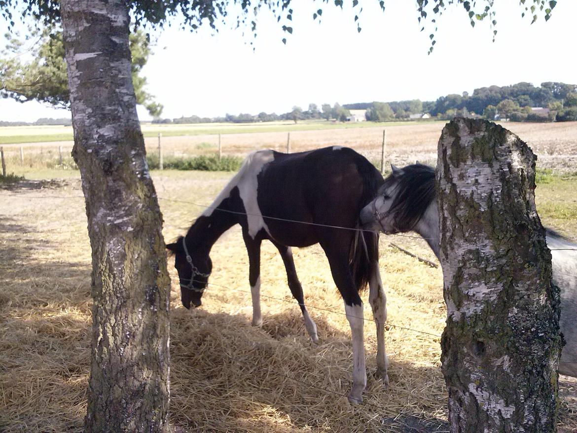 Pinto Junes Surprice billede 13