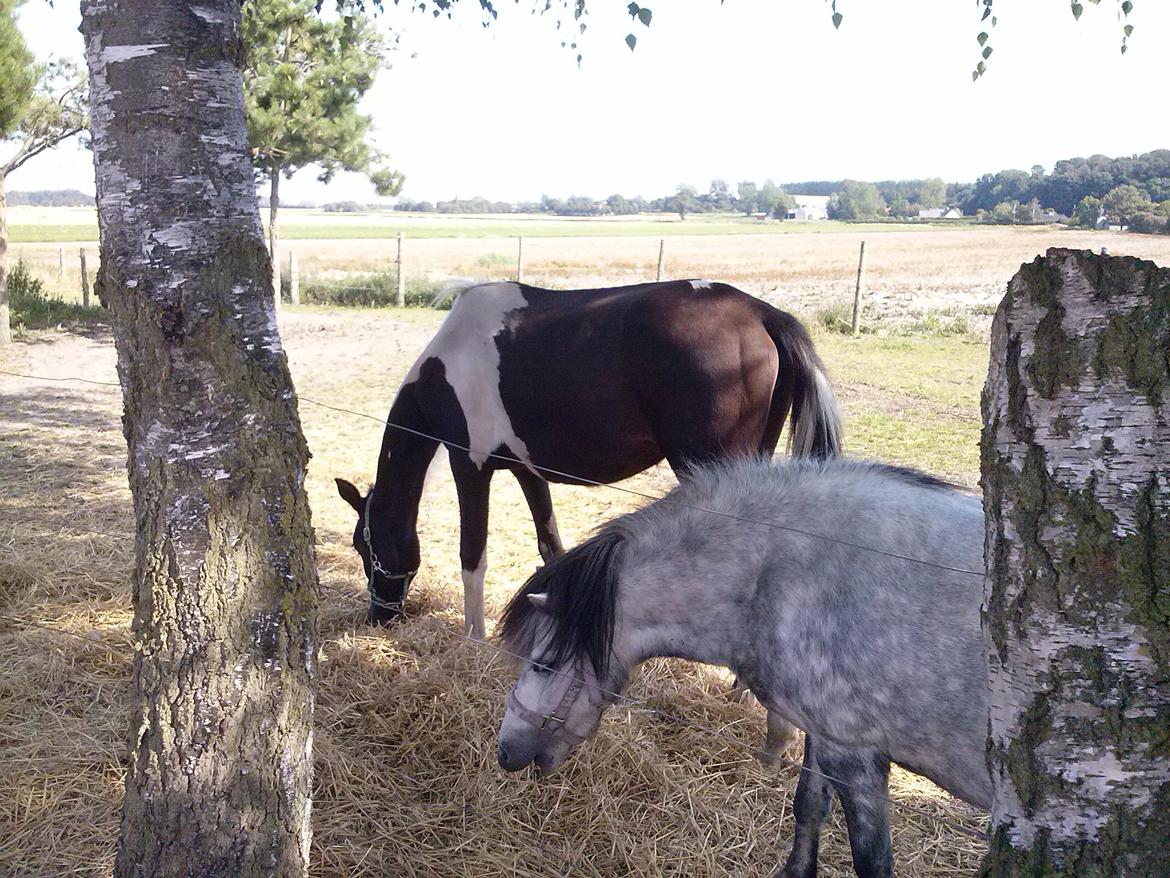 Pinto Junes Surprice billede 14