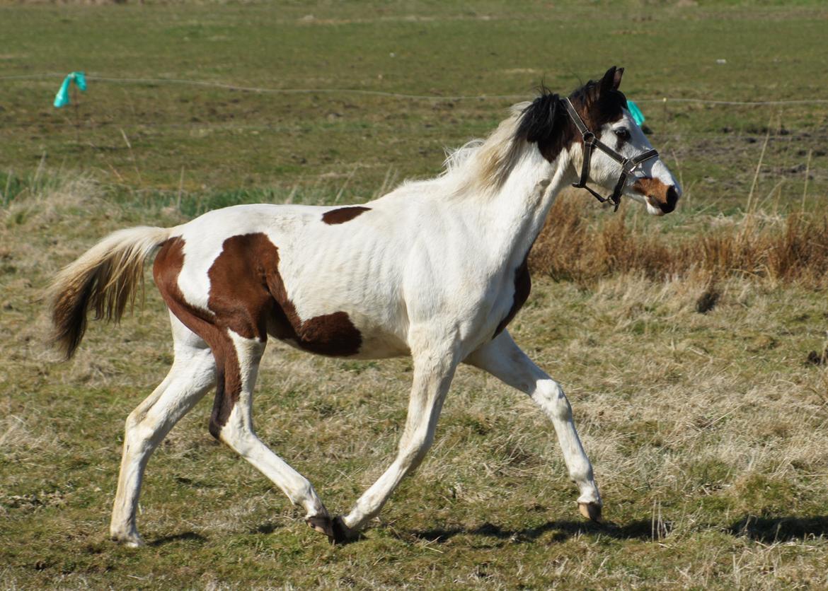 Pinto Graversgaards Chapeau - 20. April 2013, på folden :D  billede 25