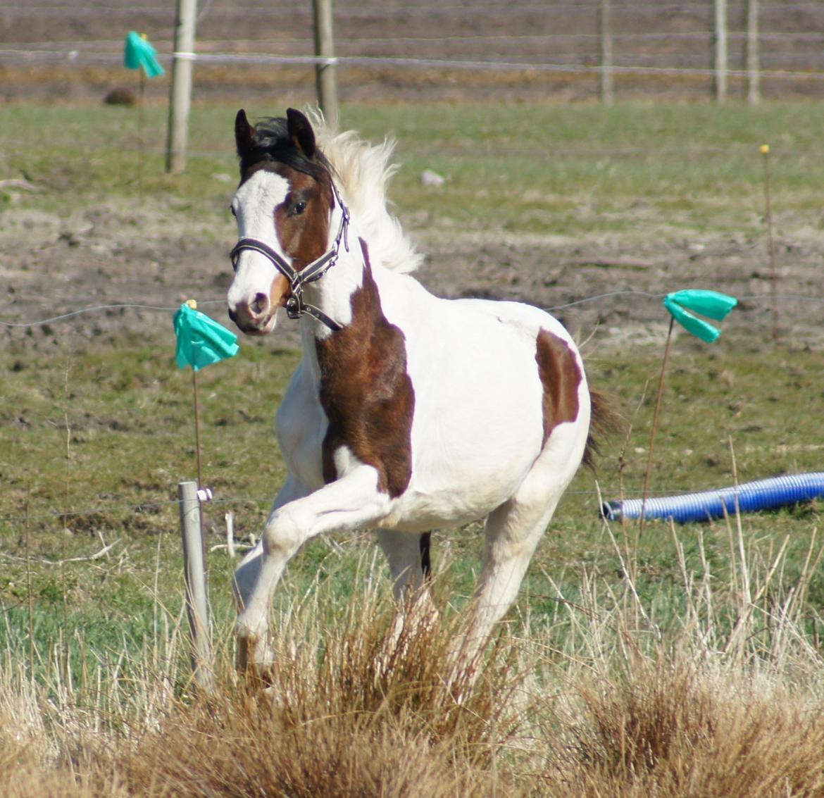 Pinto Graversgaards Chapeau - 20. April 2013, på folden :D  billede 38